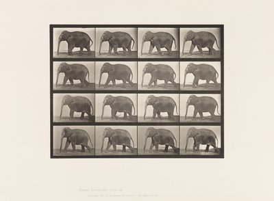 tábla 732. Elefánt; Séta alkotó: Eadweard Muybridge