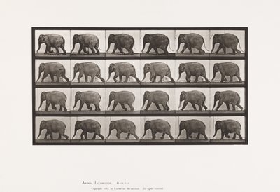 tábla 733. Elefánt; Séta alkotó: Eadweard Muybridge