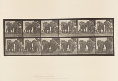 tábla 734. Elefántok; Kettő, séta alkotó: Eadweard Muybridge
