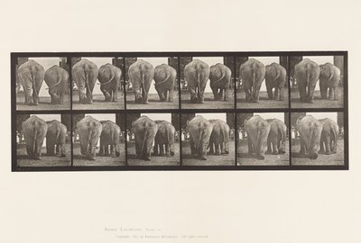 735. tábla. Elefántok; Kettő, séta alkotó: Eadweard Muybridge