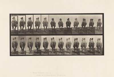 741. tábla Baktriai teve; A, Séta; B, állványozás alkotó: Eadweard Muybridge