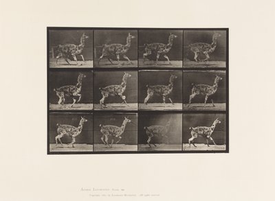 tábla 743. Guanaco; Galoppozó alkotó: Eadweard Muybridge