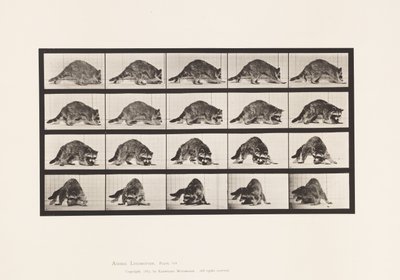 tábla 745. Mosómedve; Séta; és Megfordulni alkotó: Eadweard Muybridge