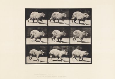 tábla 746. Capybara; Séta alkotó: Eadweard Muybridge