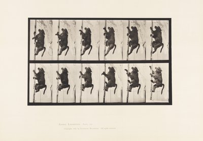 tábla 749. Pávián; Rúdra mászni alkotó: Eadweard Muybridge