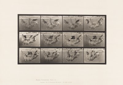 tábla 750. Laza; Séta, vízszintes sarkon függesztve alkotó: Eadweard Muybridge
