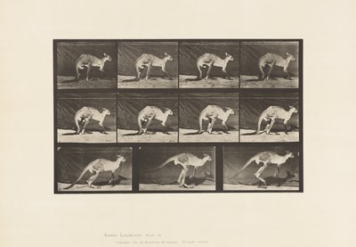 tábla 751. Kenguru; Négyes séta; Váltson ugrásra alkotó: Eadweard Muybridge