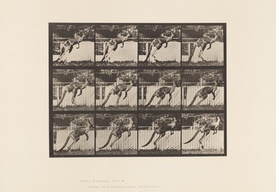 tábla 753. Kenguru; Ugrás alkotó: Eadweard Muybridge