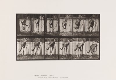 tábla 754. Kenguru; Ugrás alkotó: Eadweard Muybridge
