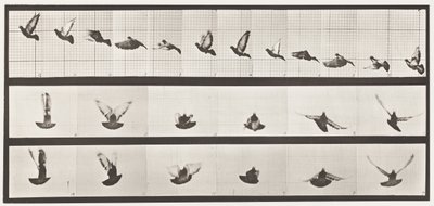 tábla 755. Galamb; Repülő alkotó: Eadweard Muybridge