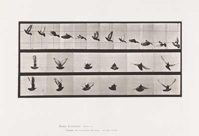 tábla 755. Galamb; Repülő alkotó: Eadweard Muybridge