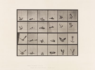 tábla 757. Galamb; Repülő alkotó: Eadweard Muybridge