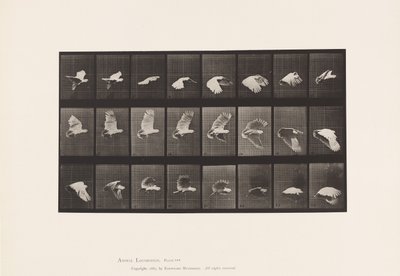 tányér 758. Kakadu; Repülő alkotó: Eadweard Muybridge