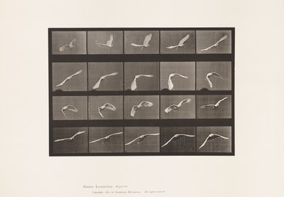 Tányér 760. Kakadu; Repülő alkotó: Eadweard Muybridge