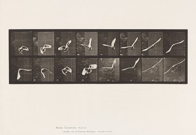 Tányér 761. Kakadu; Repülő alkotó: Eadweard Muybridge