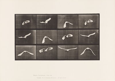 Tányér 762. Kakadu; Repülő alkotó: Eadweard Muybridge