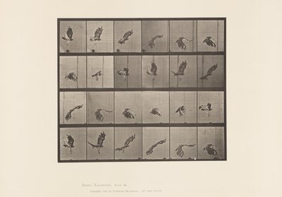 tábla 763. Vörösfarkú sólyom; Repülő alkotó: Eadweard Muybridge