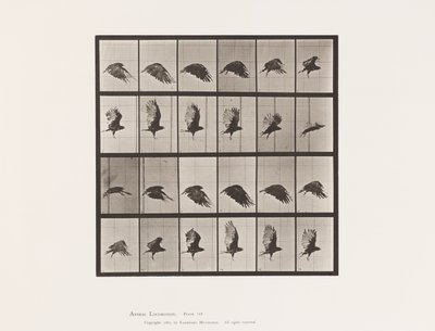 tábla 765. Keselyű; Repülő alkotó: Eadweard Muybridge