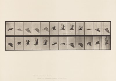 tábla 766. Keselyű; Repülő alkotó: Eadweard Muybridge