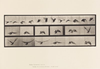 tábla 768. Keselyű; Repülő alkotó: Eadweard Muybridge
