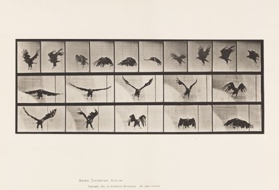 769. tábla. Amerikai sas; Repülő alkotó: Eadweard Muybridge