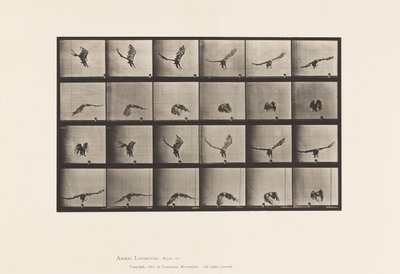 771. tábla. Amerikai sas; Repülés a Föld közelében alkotó: Eadweard Muybridge