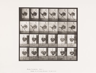 tábla 773. Strucc; Futó alkotó: Eadweard Muybridge
