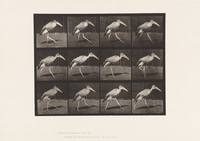 tábla 774. Adjutáns; Séta alkotó: Eadweard Muybridge