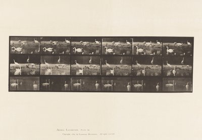 tábla 776. Gólyák; Hattyúk stb., A, B, C alkotó: Eadweard Muybridge