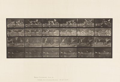 tábla 777. Gólyák; stb, A, B, C, D alkotó: Eadweard Muybridge
