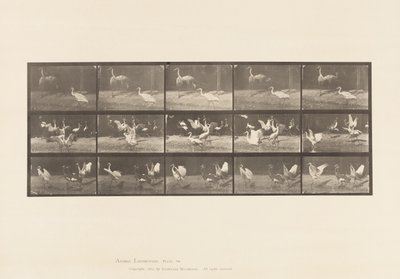 tábla 778. Gólyák; stb, A, B, C alkotó: Eadweard Muybridge