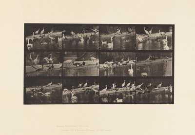 tábla 779. Gólyák; Hattyúk stb. alkotó: Eadweard Muybridge