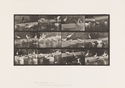 tábla 780. Gólyák; Hattyúk stb. alkotó: Eadweard Muybridge