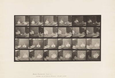 Tányér 781. Csirke; Megijedt Torpedótól alkotó: Eadweard Muybridge