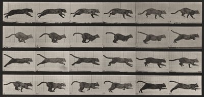  alkotó: Eadweard Muybridge