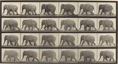 733-as táblaszám. Elefántjárás alkotó: Eadweard Muybridge