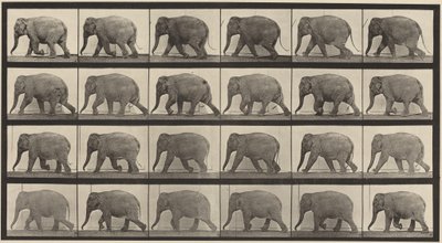  alkotó: Eadweard Muybridge