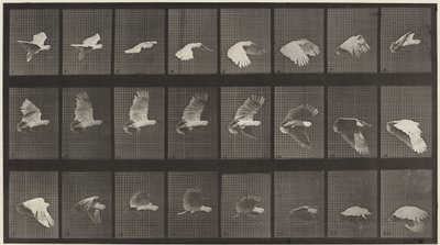 758-as rendszám. Repülő kakadu,1887 (fénykép) alkotó: Eadweard Muybridge