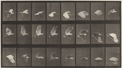 Rendszám: 758. Repülő kakadu alkotó: Eadweard Muybridge