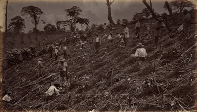 Kávéültetvény telepítése Antigua de Guatemalában, 1875, megjelent 1877-ben (fotó) alkotó: Eadweard Muybridge