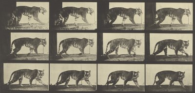 Tigrisjárás, 729-es tábla az Animal Locomotion-tól, 1887 alkotó: Eadweard Muybridge
