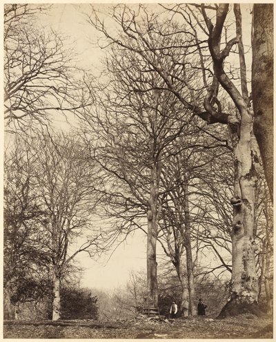 Adelaide királynő bükkje,1864 (fotó) alkotó: Earl of Caithness