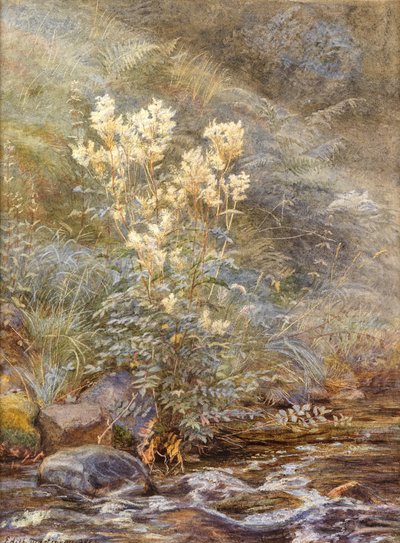Meadowsweet a Burn mellett, Invernesshire, 1883 körül (akvarell fehérrel kiemelve) alkotó: Edith Martineau