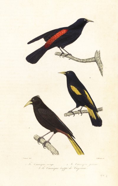 Cacique fajok és tarajos oropendola. alkotó: Edouard (after) Travies