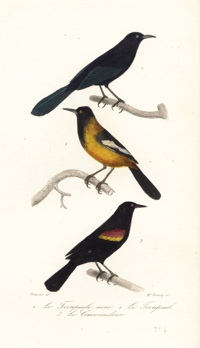 Nagy-Antillák fű, Audubon