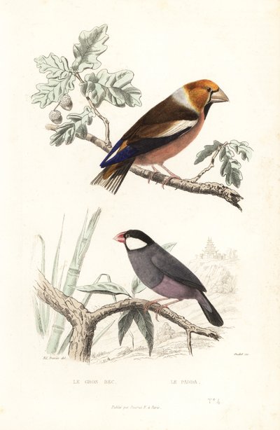 Hawfinch és Java veréb. alkotó: Edouard (after) Travies