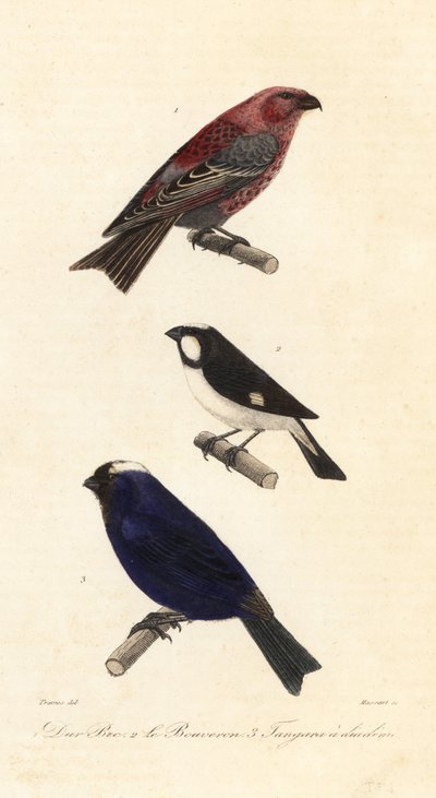 Fenyő borostyán, bélelt magvető és diadémás tanager. alkotó: Edouard (after) Travies