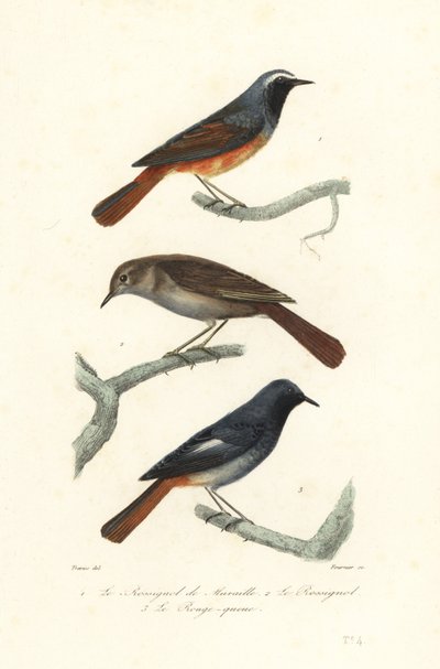 Redstart, rigó csalogány és fekete vörös szár. alkotó: Edouard (after) Travies