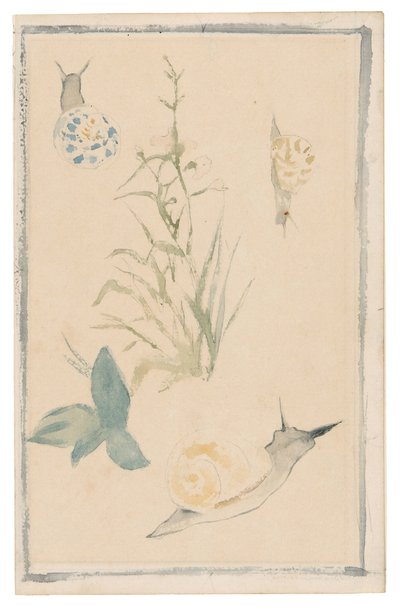 Manet - Vázlatok csigákról, virágos növény, 1864-68 alkotó: Édouard Manet