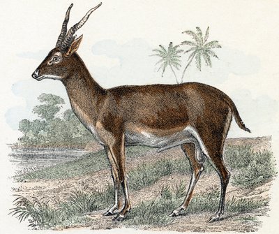 Antilop az 